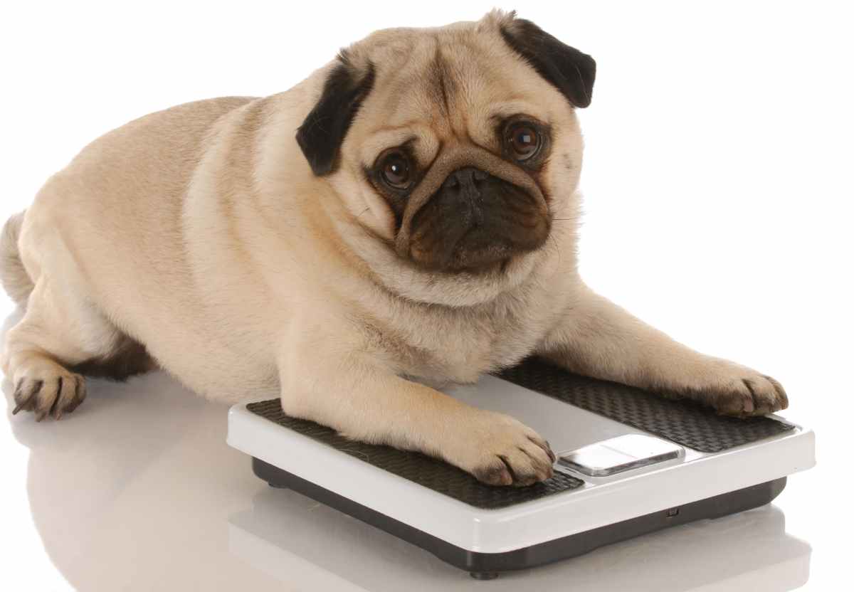 משקל כלב תזונה לכלבים